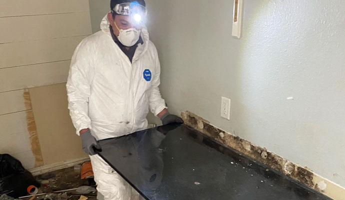 Professional mold remediation service by an expert